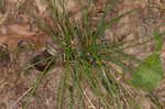 Blackseed speargrass